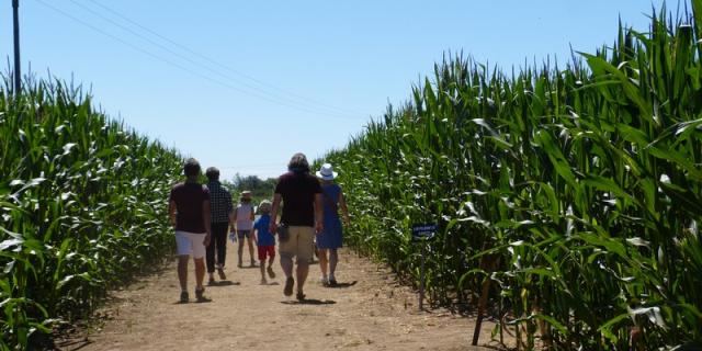 Labyrinthe De Maïs Coutances (3)