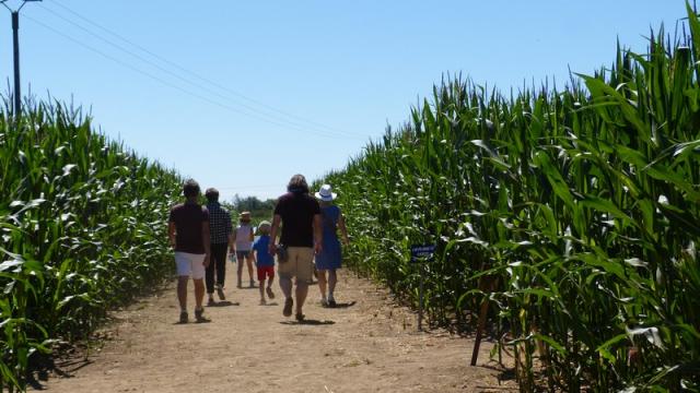 Labyrinthe De Maïs Coutances (3)