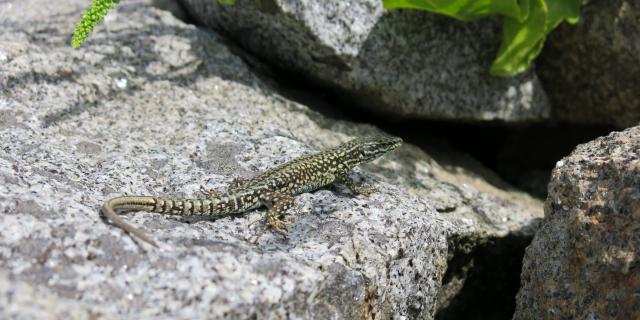 Lézard Des Murailles (podarcis Muralis)