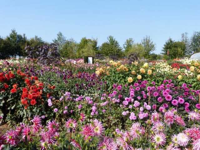 Festival Dahlias Et Jardins En Liberté Lycée Coutances (7)