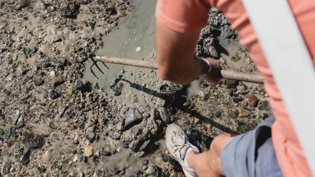 Pêcheur à pied à marée basse