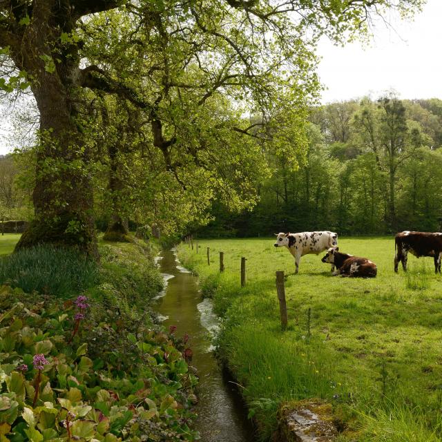 Vaches au bord de la Hambyotte à l'abbaye de Hambye