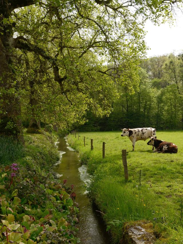 Vaches au bord de la Hambyotte à l'abbaye de Hambye