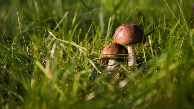 Sortie mycologique à Blainville sur mer en Octobre 2021