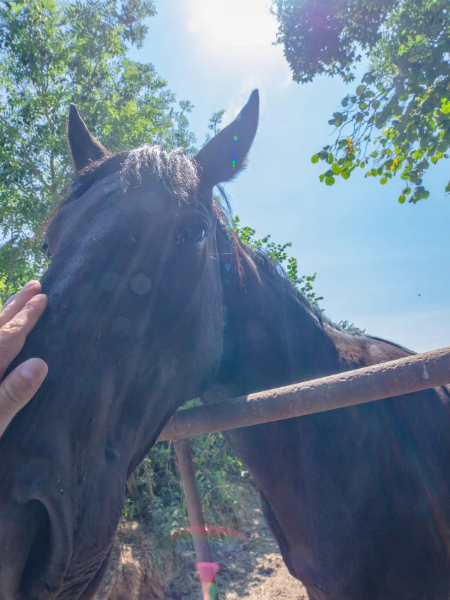 Cheval dans le bocage