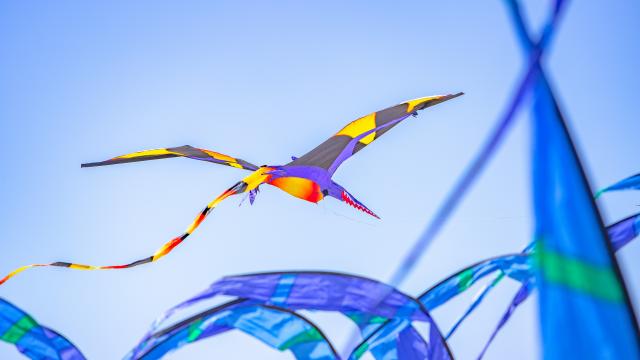 Loisirs d'hiver et cerf volant sur la plage d'annoville