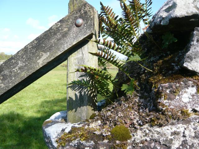 Polypode Commun (polypodium Vulgare)