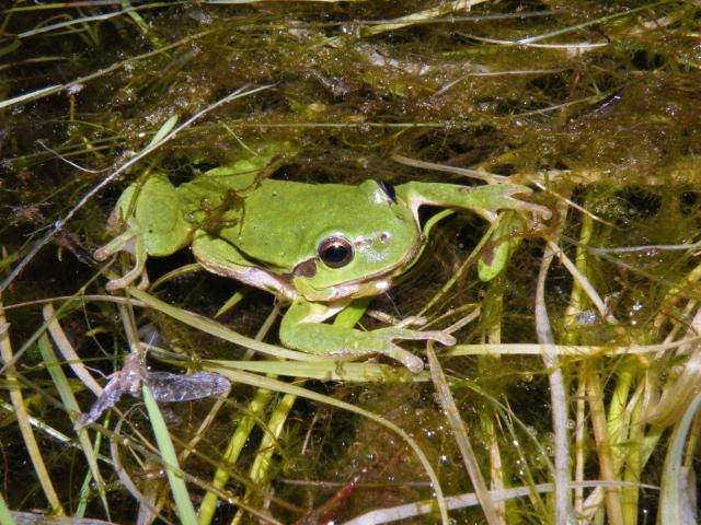 Rainette Verte (hyla Arborea)