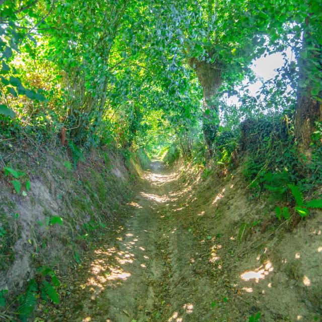 Les chemins creux de Coutances mer et bocage