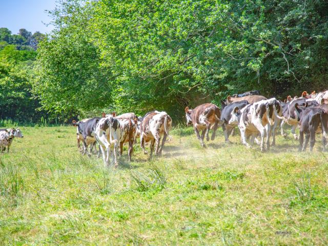 Le bocage de Coutances mer et bocage