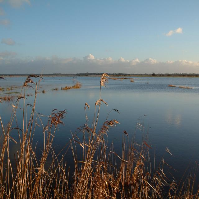 20041228 Marais Blanc Taute G Aimard Pnrmcb