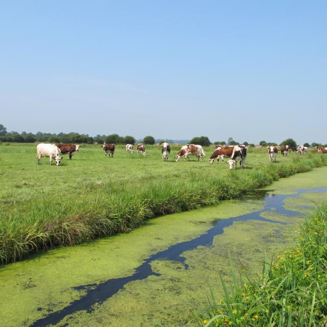 Les marais en été