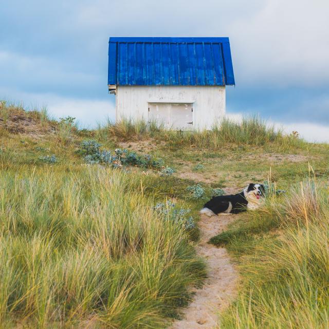 Dunes de Gouville avec son chien - Toutourisme