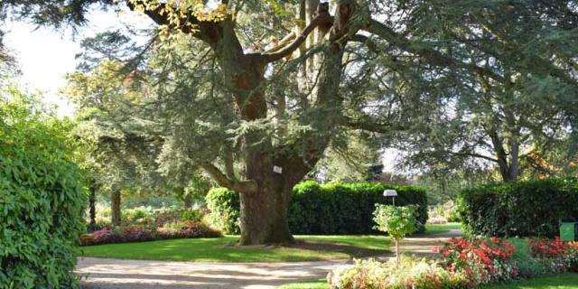 Cedre Du Liban Jardin Des Plantes De Coutances