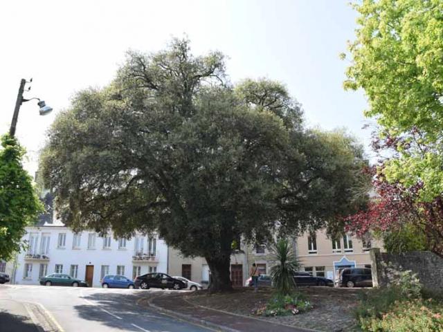 Chêne Vert Coutances (2)