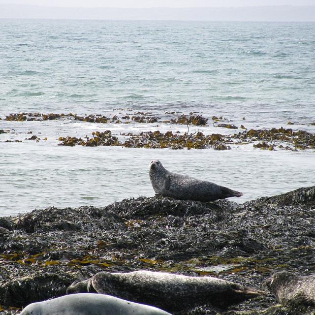 Phoques Gris ( Halichœrus Grypus), Rathlin Island