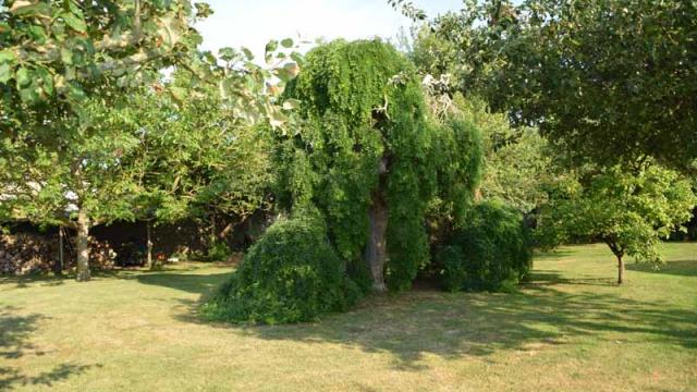 Sophora Japonica Agon Coutainville (1)