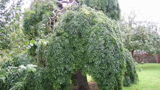 Sophora Japonica Agon Coutainville (3)