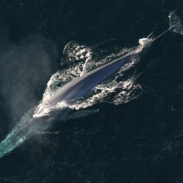 Baleine Bleue Rorqual Bleu