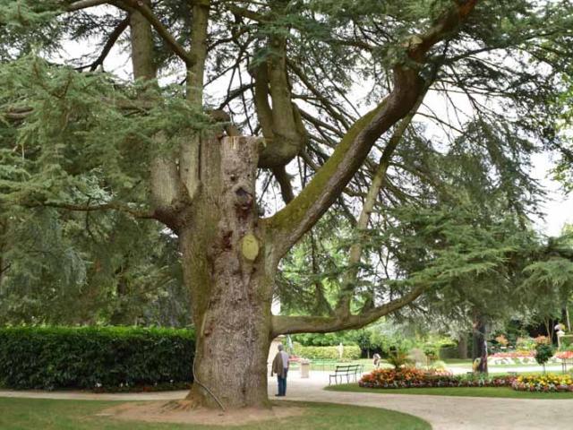 Cedre Du Liban Jardin Des Plantes Coutances