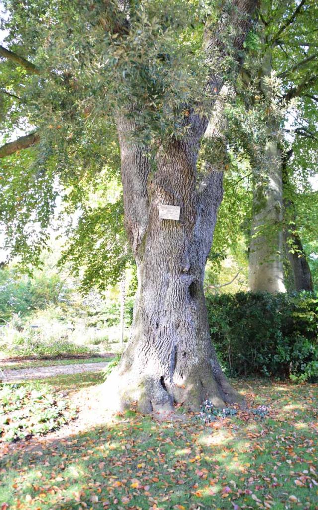 Chene Vert Jardin Des Plantes Coutances (3)