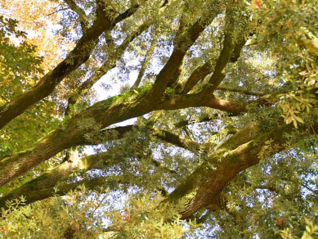 Chene Vert Jardin Des Plantes Coutances (6)