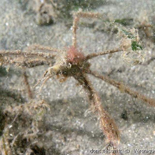 Macropodia Rostrata