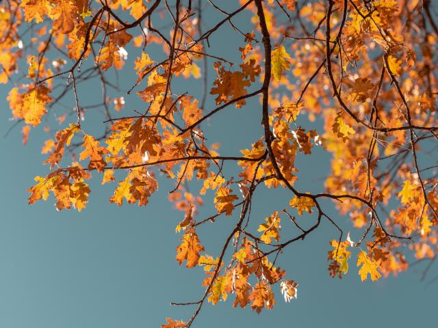 Autumn in Coutances mer et bocage