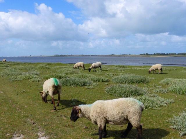 Havre Regnéville Sur Mer Moutons Prés Salés ©coutances Tourisme