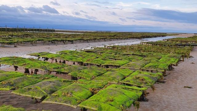 Balade D'anton Et Parcs à Huitres Agon Coutainville ©coutances Tourisme