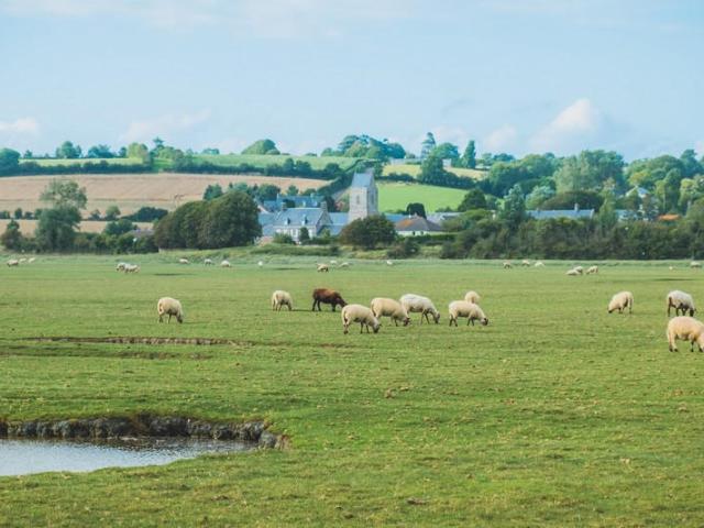 Havre De Regneville Moutons De Pre Salés