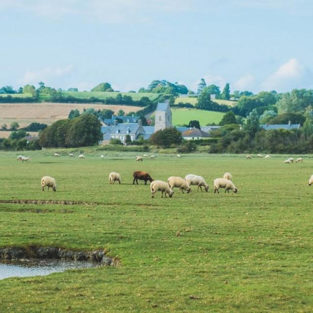 Havre De Regneville Moutons De Pre Salés