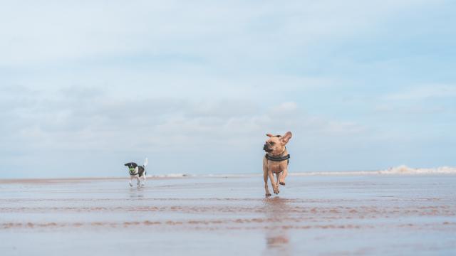 Plage Avec Son Chien