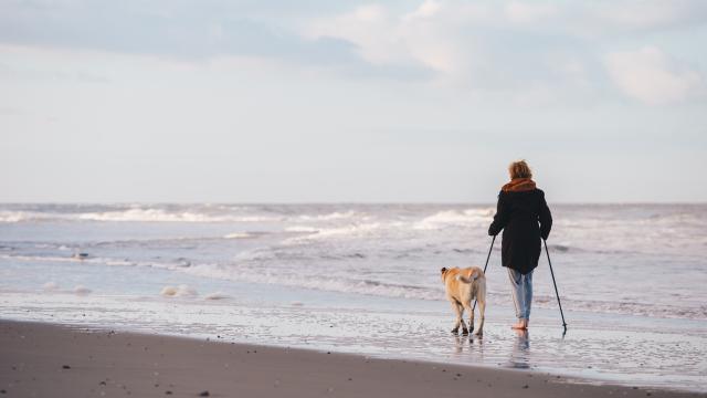 Promenade Sur La Plage Avec Un Chien