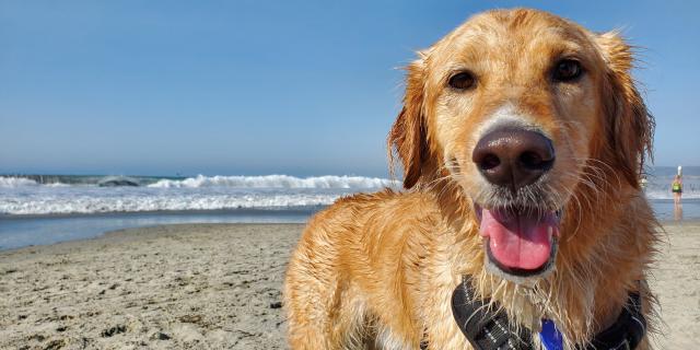 Sorties Avec Son Chien A Coutances Mer Et Bocage