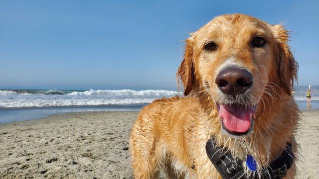 Sorties Avec Son Chien A Coutances Mer Et Bocage