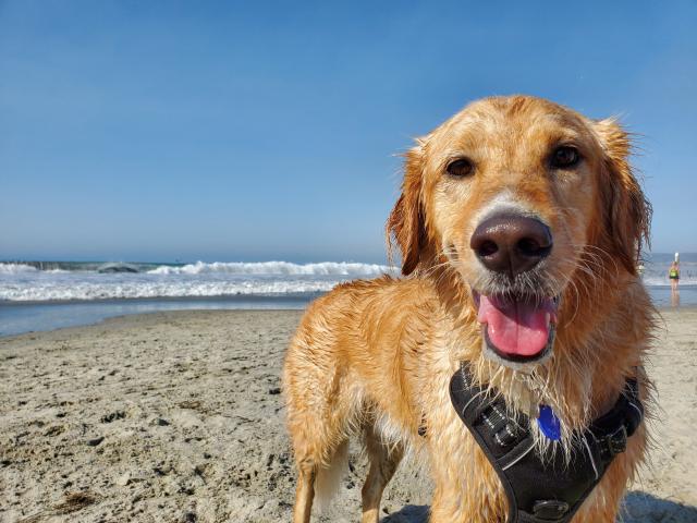 Sorties Avec Son Chien A Coutances Mer Et Bocage