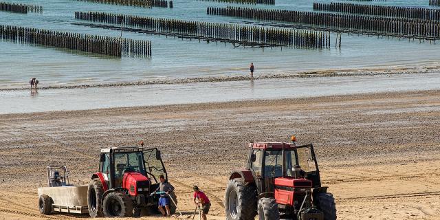 Travailleurs De La Mer Moules De Bouchots