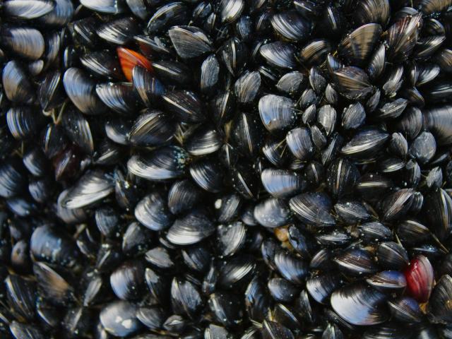 Moules 1