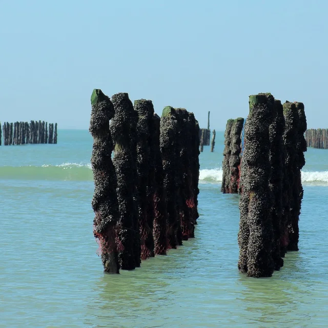 Moules De Bouchot Coutances Mer Et Bocage