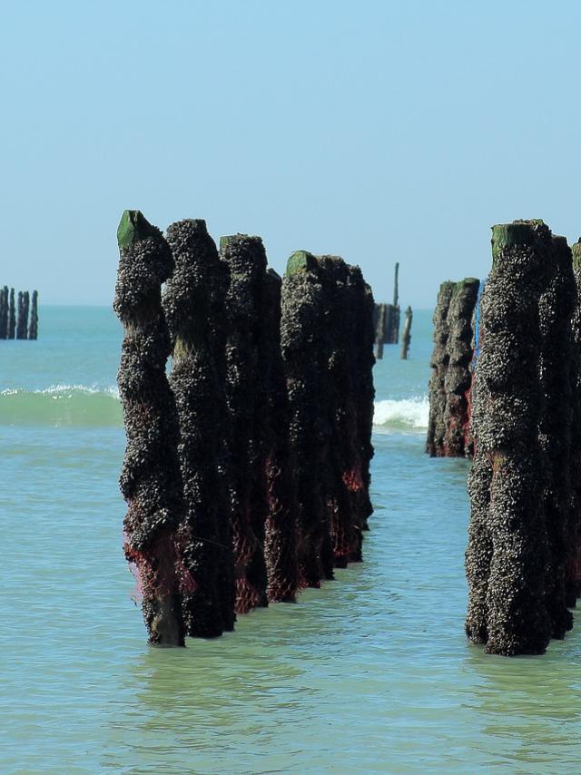 Moules De Bouchot Coutances Mer Et Bocage