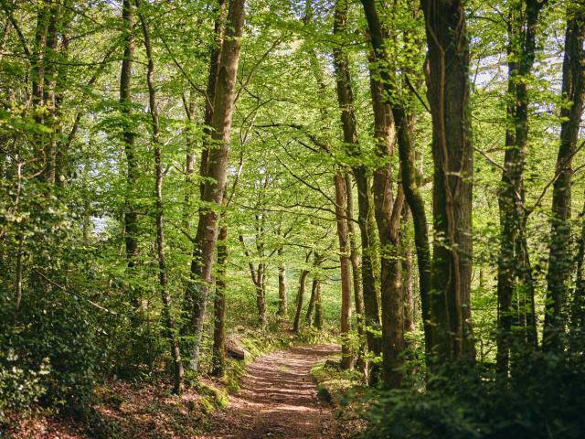 En forêt autour de Gavray sur Sienne