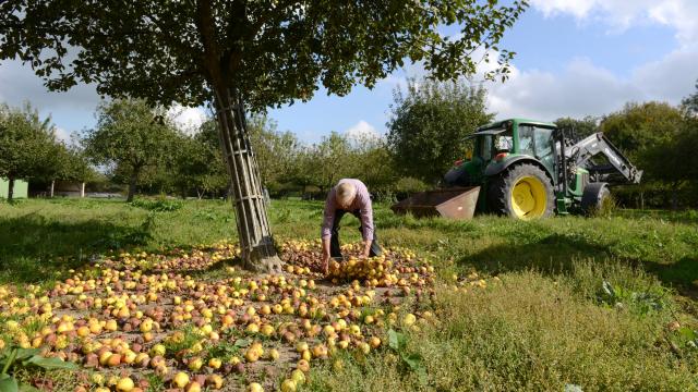 Ramassage Des Pommes Pour Le Cidre