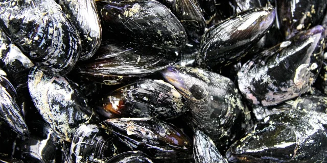 Moules