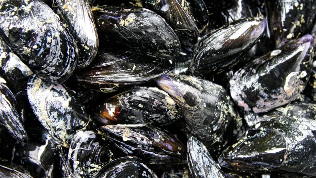 Moules