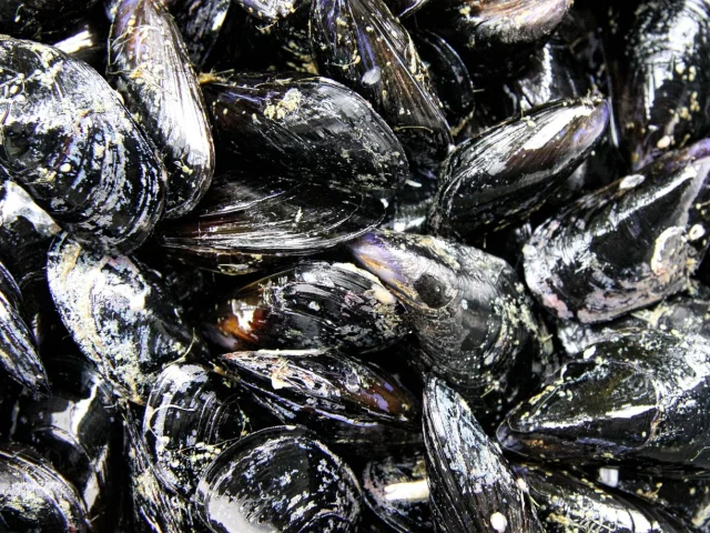 Moules