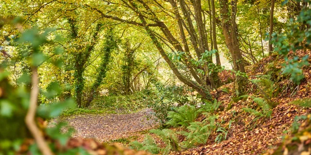 Bois Des Vignettes Automne Coutances