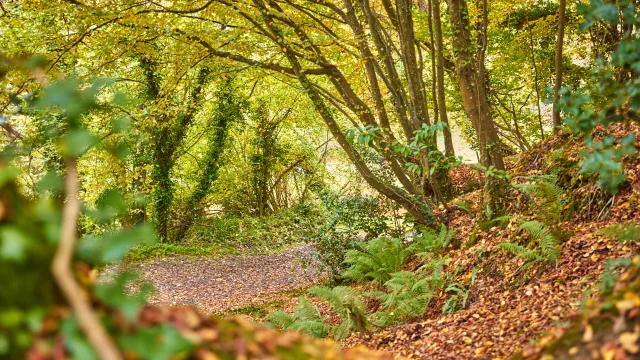 Bois Des Vignettes Automne Coutances