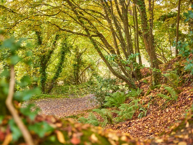 Bois Des Vignettes Automne Coutances