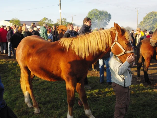 Foire saint Luc de Gavray